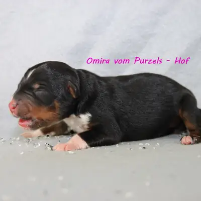 Omira
