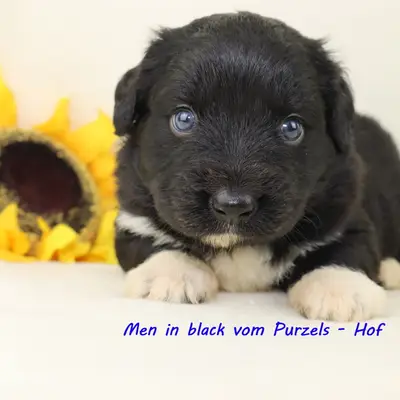 Men in black 