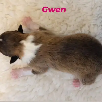 Gwen von der Brettachwiese