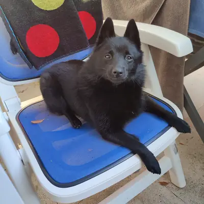 Black Star Schipperkes , Niedersachsen