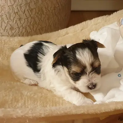 Yorkshire Terrier Karakter & Væsen: Passer racen til dig?