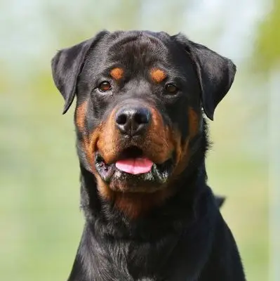 Salud del Rottweiler: Enfermedades Comunes y Prevención [2026]
