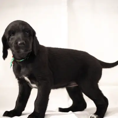 Coco