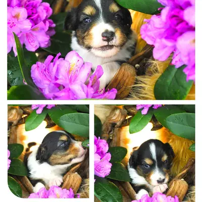 Sulari