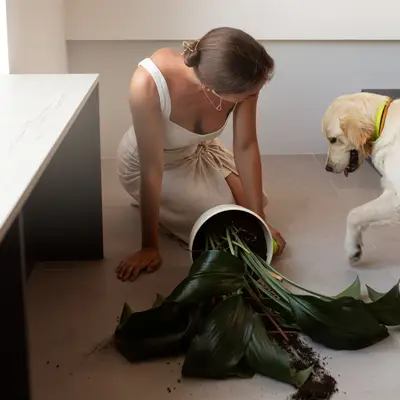 Ansvarsforsikring til hunde – Derfor skal du helt sikkert have en