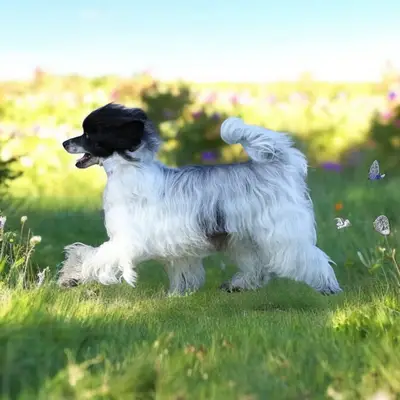Luch's Black Guardian – Chinese Crested Dog Züchter, Brandenburg