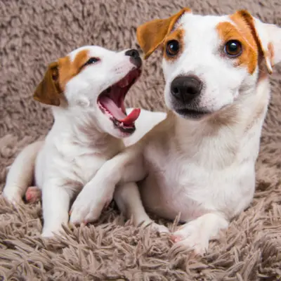 Chiot ou chien plus âgé : lequel me convient le mieux ?