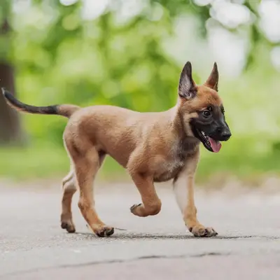 Belgian Malinois Training: The Complete Guide