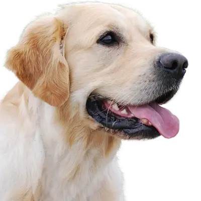 Labradoodle vom Desenberg  cover
