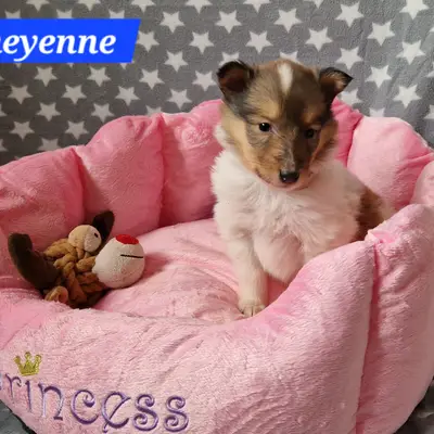 Cheyenne 