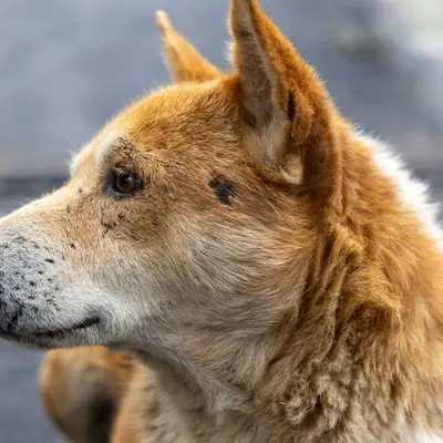 Animal Shelter Funding: German Animal Welfare Call