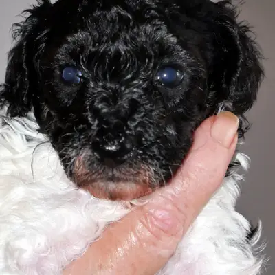 Dolly