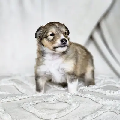 Molly