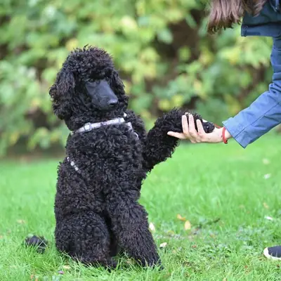 How to Trim Dog Nails: Stress-Free Guide