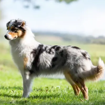 Kennel Von Pfotenstolz – Australian Shepherd Züchter, Schleswig-Holstein
