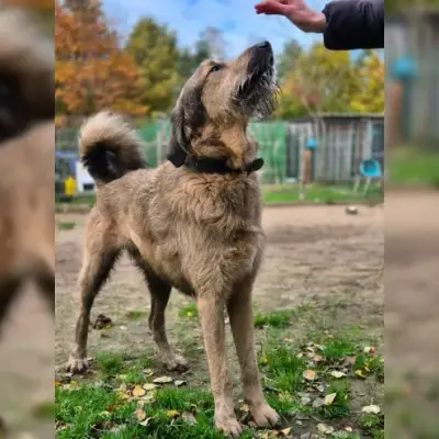 Belial Wilbert von Barthausen