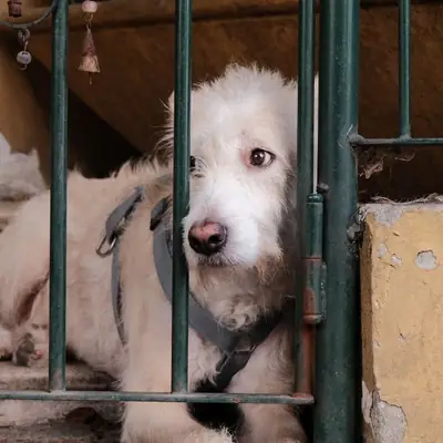 Overcrowded Animal Shelters: Dog Intake Freezes