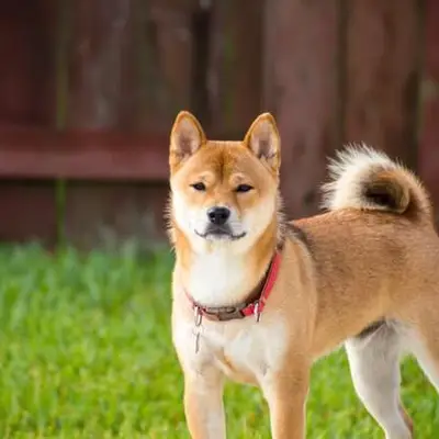 Akita Puppy Price: Costs, Breeders & Essential Guide