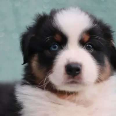 L.A. United Colors BLACK