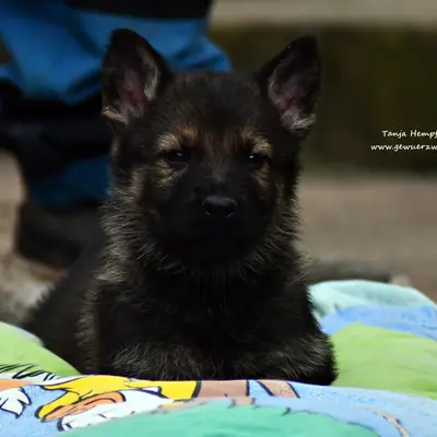 Deutsche Schäferhunde von der Gewürzwiese cover