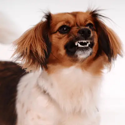 Que faire si votre chien a des problèmes de comportement tels que des aboiements ou de l’agressivité ?