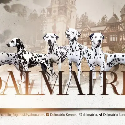 Dalmatrix, Mures