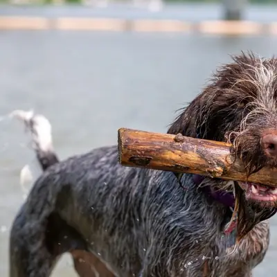 Genetica dell'allevamento canino: il libro fondamentale di Sommerfeld-Stur