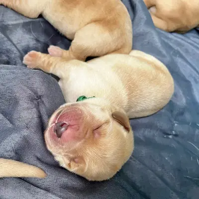 Dream of Ambers Don