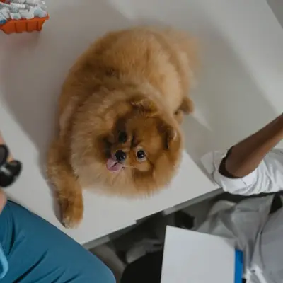 segnali di calma cane: guida alla comunicazione canina