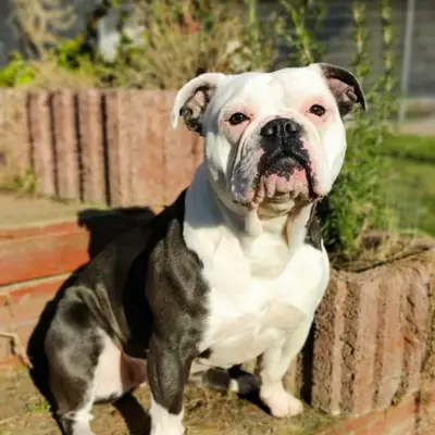 Old English Bulldog Sahiplenme Rehberi: Deneyimler & İpuçları