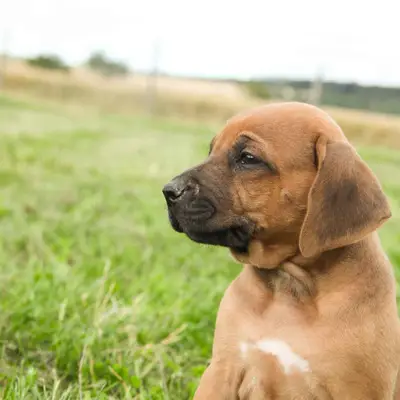 Heidi