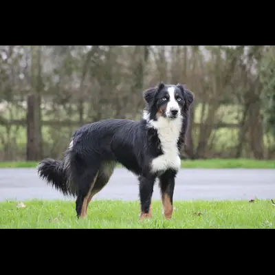 Hundezucht of Mystery Grey – Australian Shepherd Züchter, Steiermark