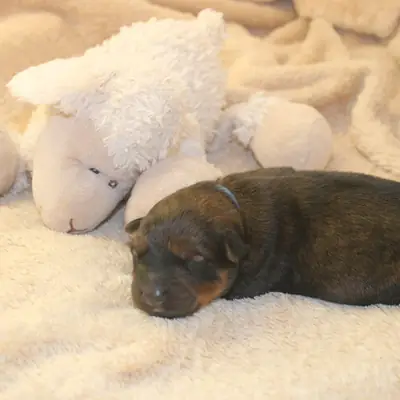 Önceki batından yavru: Olivia-Bailey