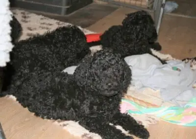 Labrador, Großpudel und Labradoodle Züchterin cover