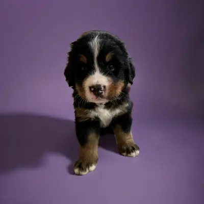 Miss purple