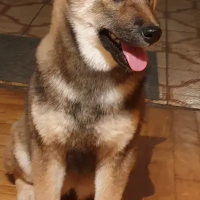 LENA OD MURE – Shiba Inu Züchter, Gespanschaft Međimurje