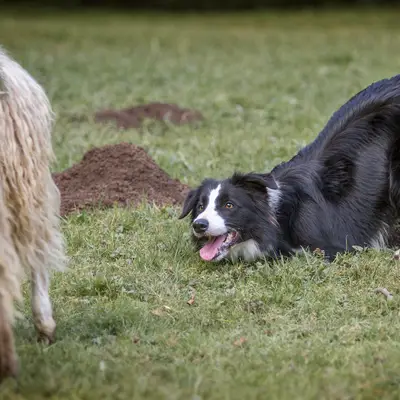 Border Collies from the sundance kids cover