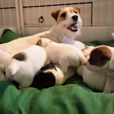 Parson Russell Terrier Zucht vom Belfinshof – Parson Russell Terrier Züchter, Mecklenburg-Vorpommern