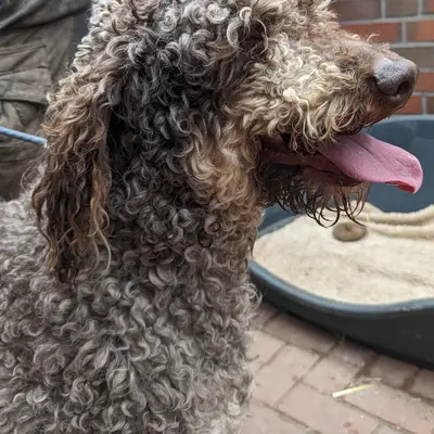 ChocoDoodle – Labradoodle (Labrador x Pudel) Züchter, Niedersachsen