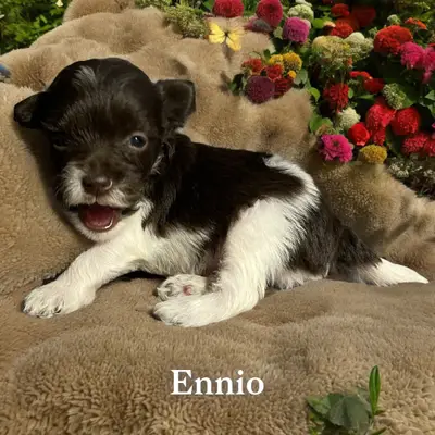 Ennio