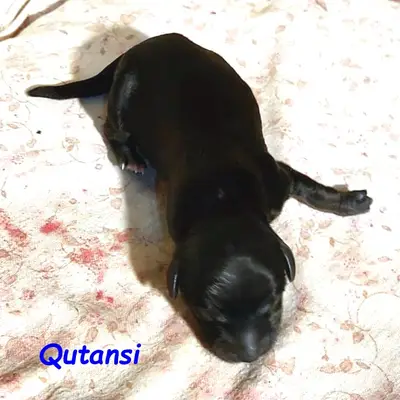 Kirsei-Kra Qutansi