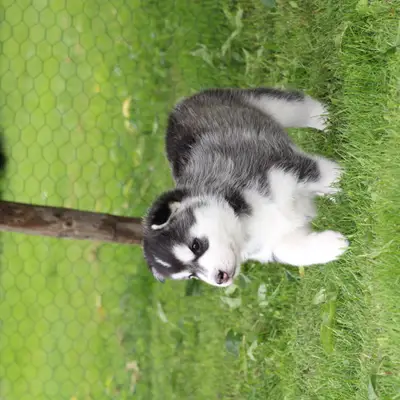 Bright Little Bear Bitter Sweet Symphony 