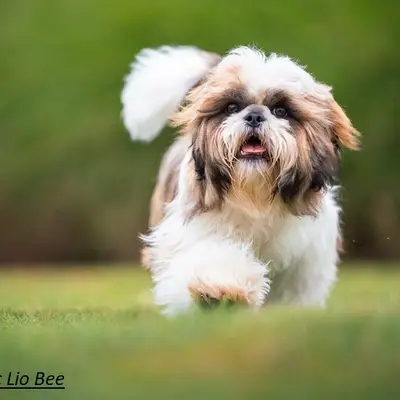 Shih-Tzu vom Heydpark, Rheinland-Pfalz