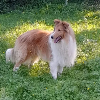 Collies vom Schäferhorst  cover