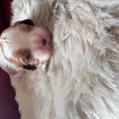 Balu