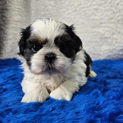 Shih Tzu made in Germany  cover