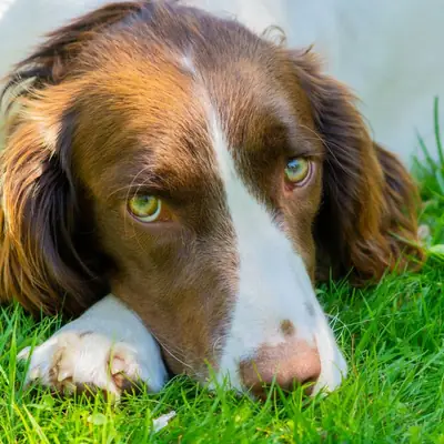 How to Brush Dog Teeth: Dental Care & Tartar Prevention