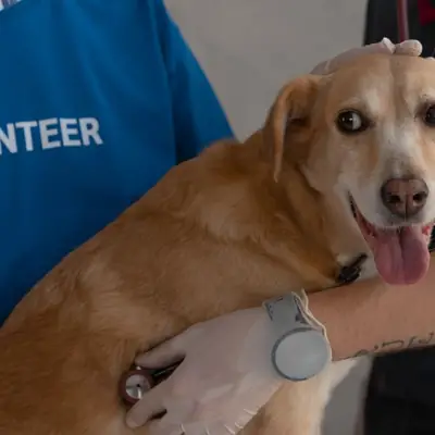 Rising vet costs: The impact on animal shelters [July 2026]