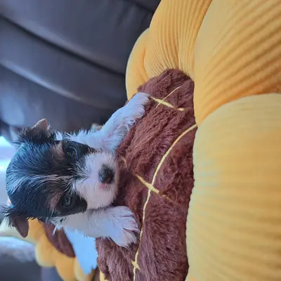 Baby