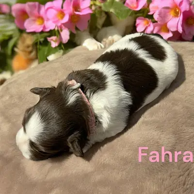 Fahra